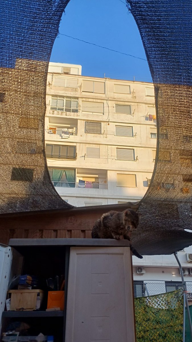 A principios de verano, nuestros amigos Carlos y Sanalberto, colocaron toldos, para que hubiera sombra en <a href="/ColoniaGats/">ColoniaGatsLaPlata</a>  #Valencia  pudieran pasar el calor que ha hecho.
Ángel, nuestro #gatito trepador que siempre está en las alturas se los ha ido cargando en estos últimos meses.