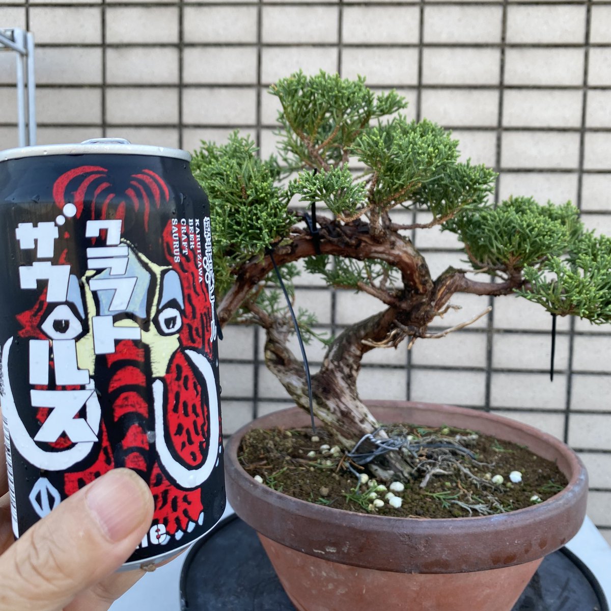 berrybar_C's tweet photo. 仕事上がりに（仮眠取ったけど）盆栽どう作ろうか？考察しながら呑むビールは最高
#千歳船橋bar #千歳船橋盆栽　#クラフトザウルスペールエール https://t.co/wYmdhvq2WM
