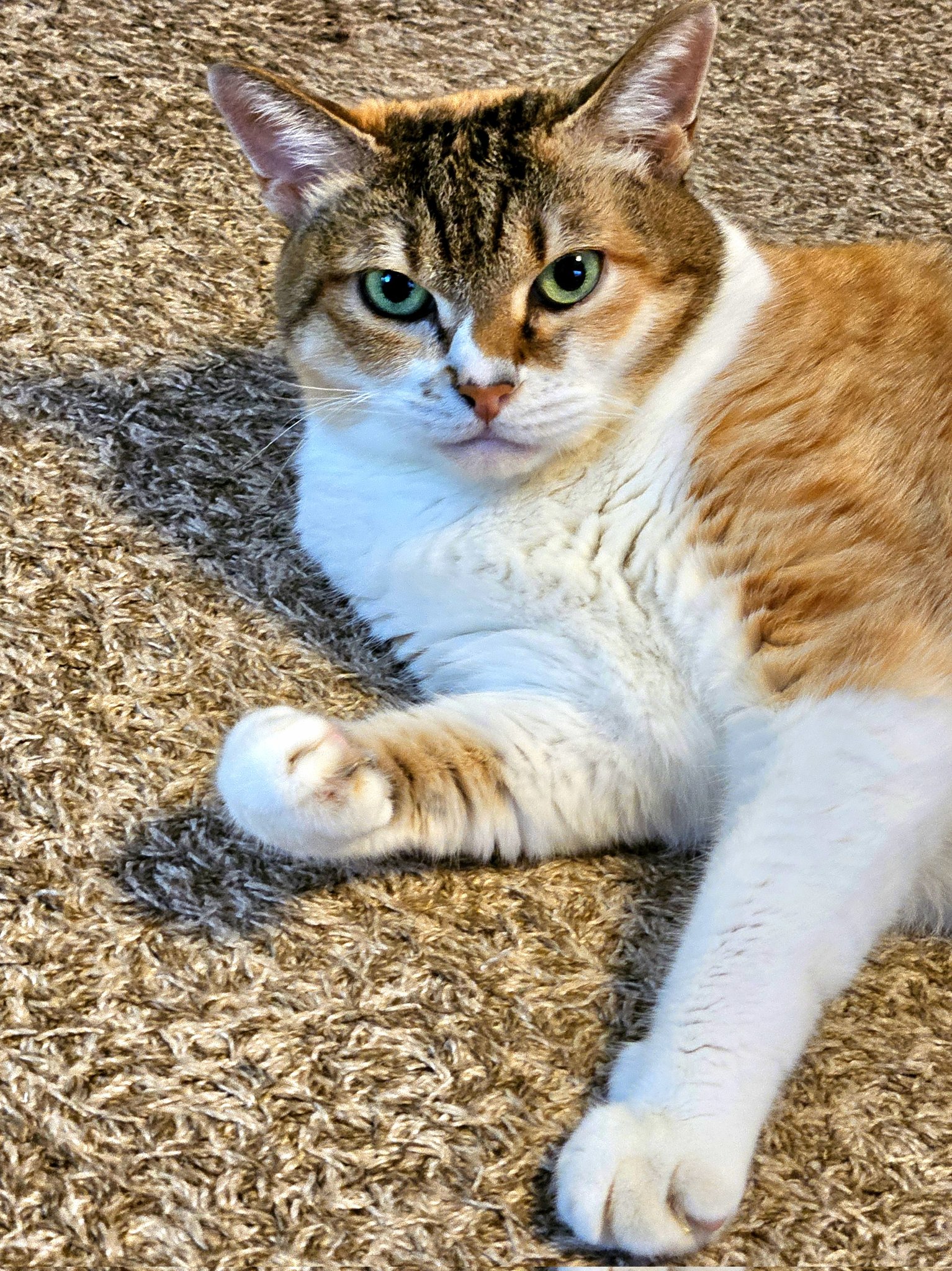 ぴろねこ 廣瀬 達也-ひろせ農園- on X: 