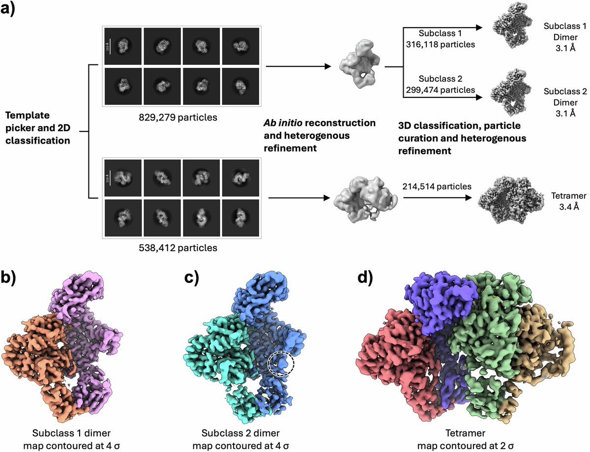Check out our new study that provides structural insights for the clearance of HIV-infected cells using JLJ648, a novel dual-function NNRTI. We report the first structure of HIV RT homotetramer nucleated by JLJ648 that induces pyroptosis.

doi.org/10.1038/s44386…