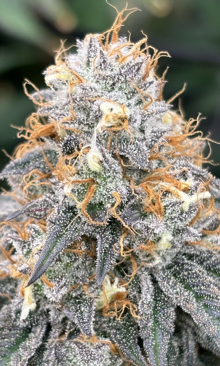 billsbud's tweet photo. Day 46. Purple Sunset and Planet Of The Grapes in the 4x8 and Member Berry in the 4x4. All seeds from @SeedsmanSeeds  @Mmemberville_ https://t.co/AeMjF4akqo