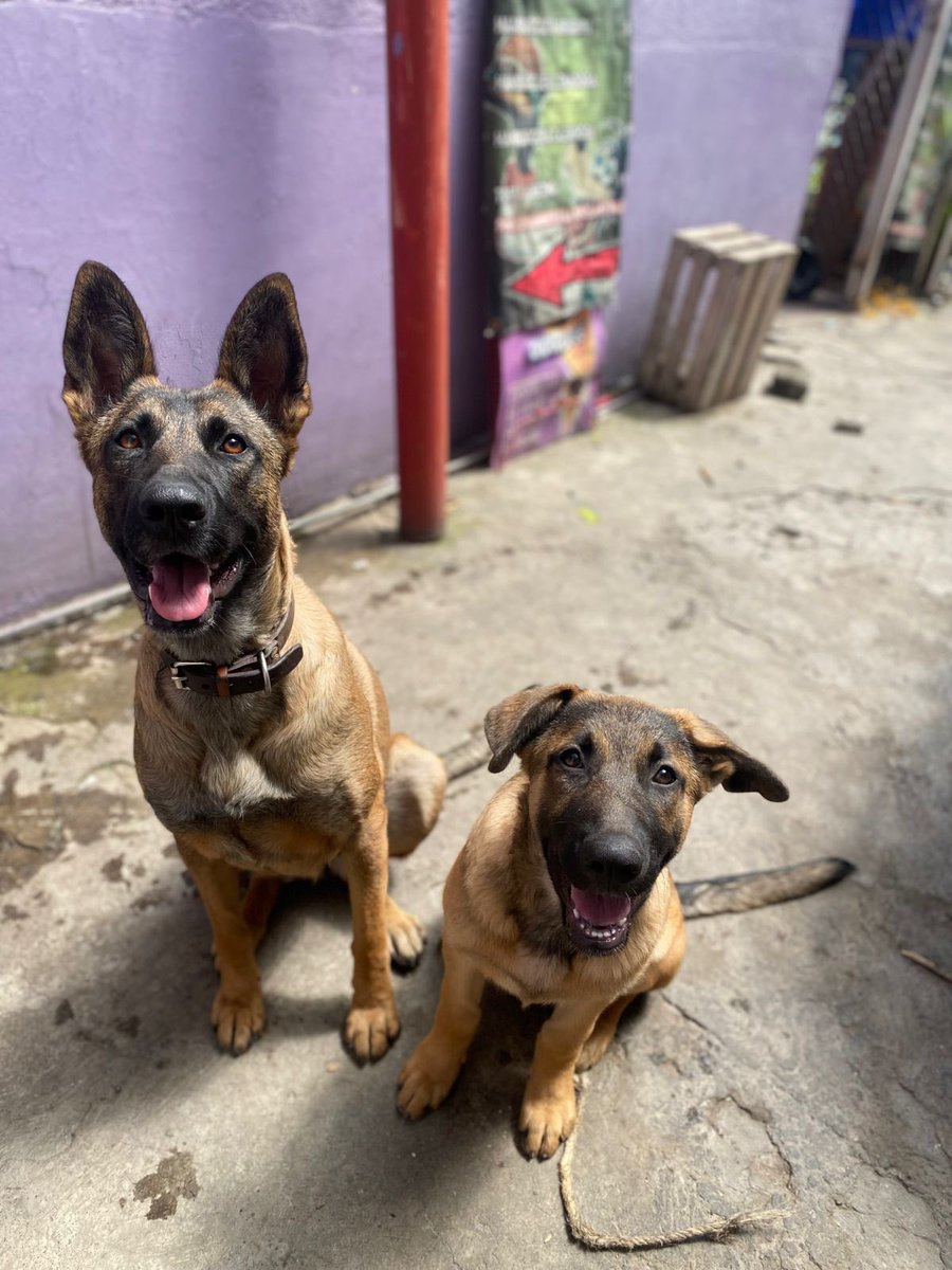 Amigos ya pasaron dos meses desde el rescate de Wendy y Brunette,y no hemos logrado que las adopten.🥺

El tiempo pasa,y Brunette sigue creciendo,mientras más adulta se haga menos probabilidades tiene de adoptarse.

Ayúdenos a difundirlas,no les quita nada.🥺🙏🏽

Gracias siempre a
