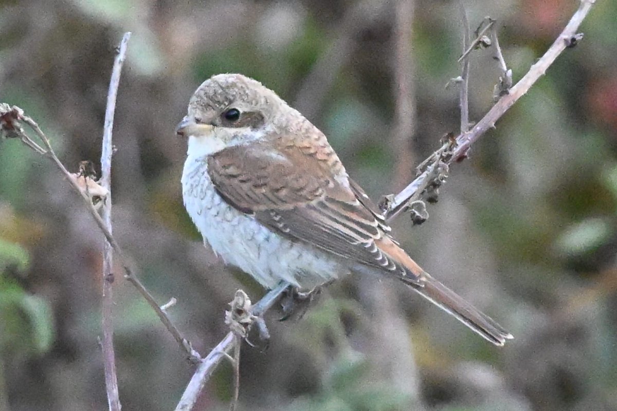 Craig Sherwood tweet media