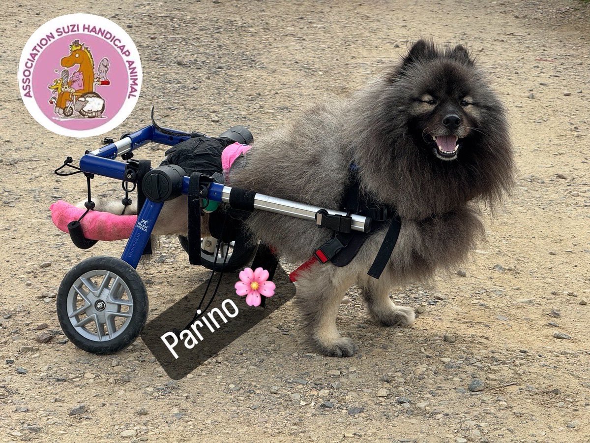 suzihandicapani's tweet photo. ✨🐾 Bienvenue Parino 🐾✨

Hier, nous avons accueilli Parino, un adorable loulou plein de courage et de vie 💙.
Malgré son handicap, il ne perd jamais son sourire 😍. Grâce à son chariot, il se déplace avec aisance et découvre déjà ses nouveaux amis 🐶🐾.

Comme tous les animaux qui arrivent au refuge, il bénéficie d’un suivi vétérinaire complet : examens d’entrée, bilan sanguin, analyse d’urine, etc. afin d’assurer les meilleurs soins possibles 🩺💉. Sa famille ne pouvait plus le garder avec son handicap et il avait besoin d amis comme lui ❤️🌸

Nous sommes très heureux de lui offrir une nouvelle vie remplie d’amour 💕.
Bienvenue dans la grande famille, petit cœur 🐾✨

#BienvenueParino #Refuge #HandiDog #Courage #NouvelleVie #Famille #Adoption #Parrainage #SuiviVétérinaire #Examens #Amour #Joie