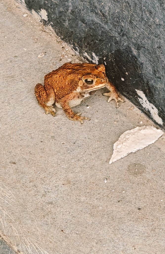 SabujMaity9's tweet image. I made some new friends today! 
#randomshot