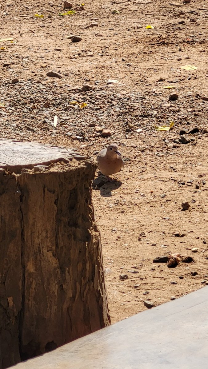 Simbarashe Mudavanhu tweet media