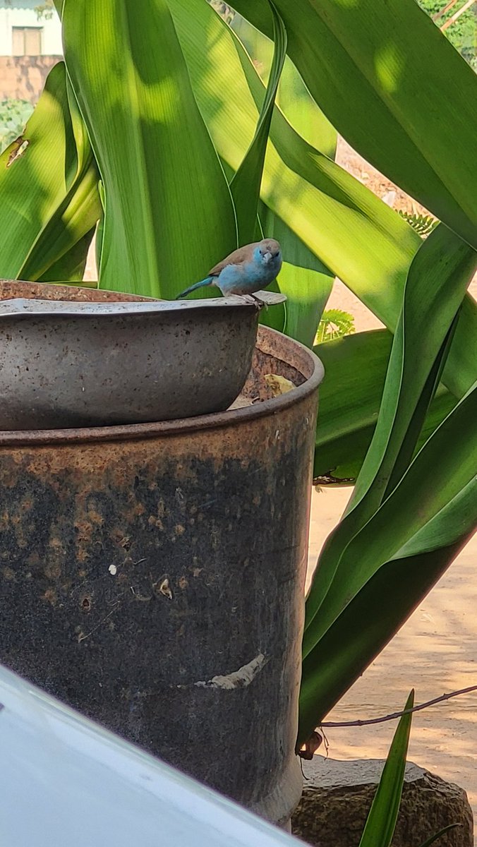 Simbarashe Mudavanhu tweet media