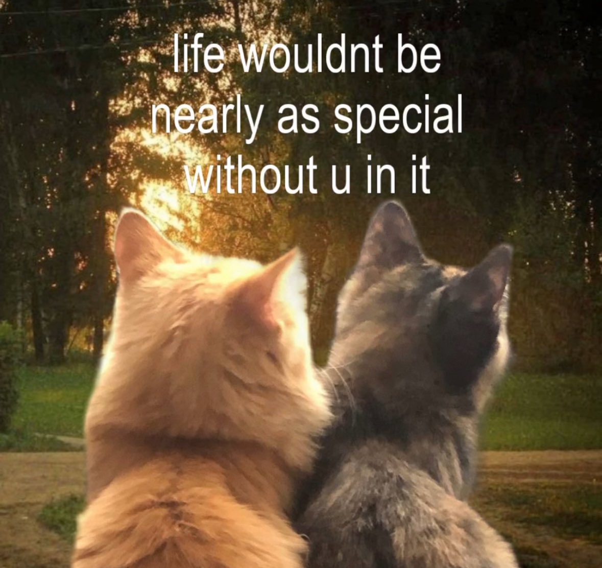 More Cats (@evenmorecats) on Twitter photo 