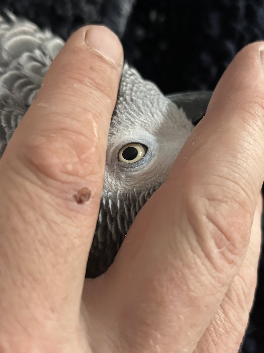 Peek a boo!! 👁️ #eyeseeyou #sidslife #scritches #tuesdayvibes 🫶🏻