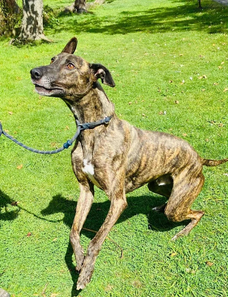Finn has had his first vaccination and is now ready to find the loving forever home he so deserves. He’s brave, affectionate and gentle – the very best of dogs – and he’ll make a truly special companion for someone. #rehomehour