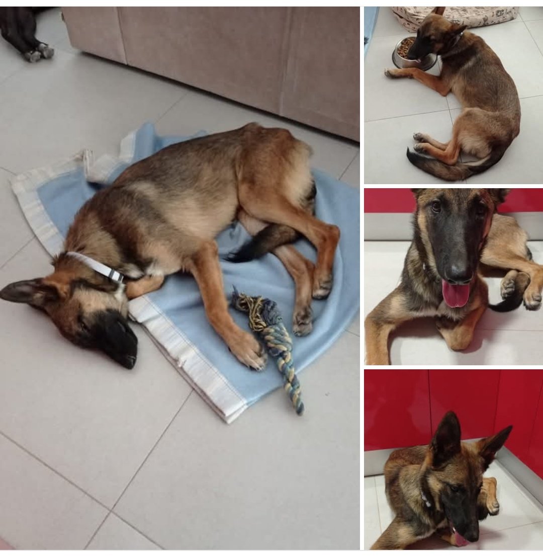 Oro pastor belga abandonado
Está en casa de acogida, pero necesita una casa definitiva, ser adoptada y tener una segunda oportunidad de vida
A los que os gusta caminar, hacer ejercicio al aire libre, ella es una compañera ideal
Adopta, no compres
COMPARTE