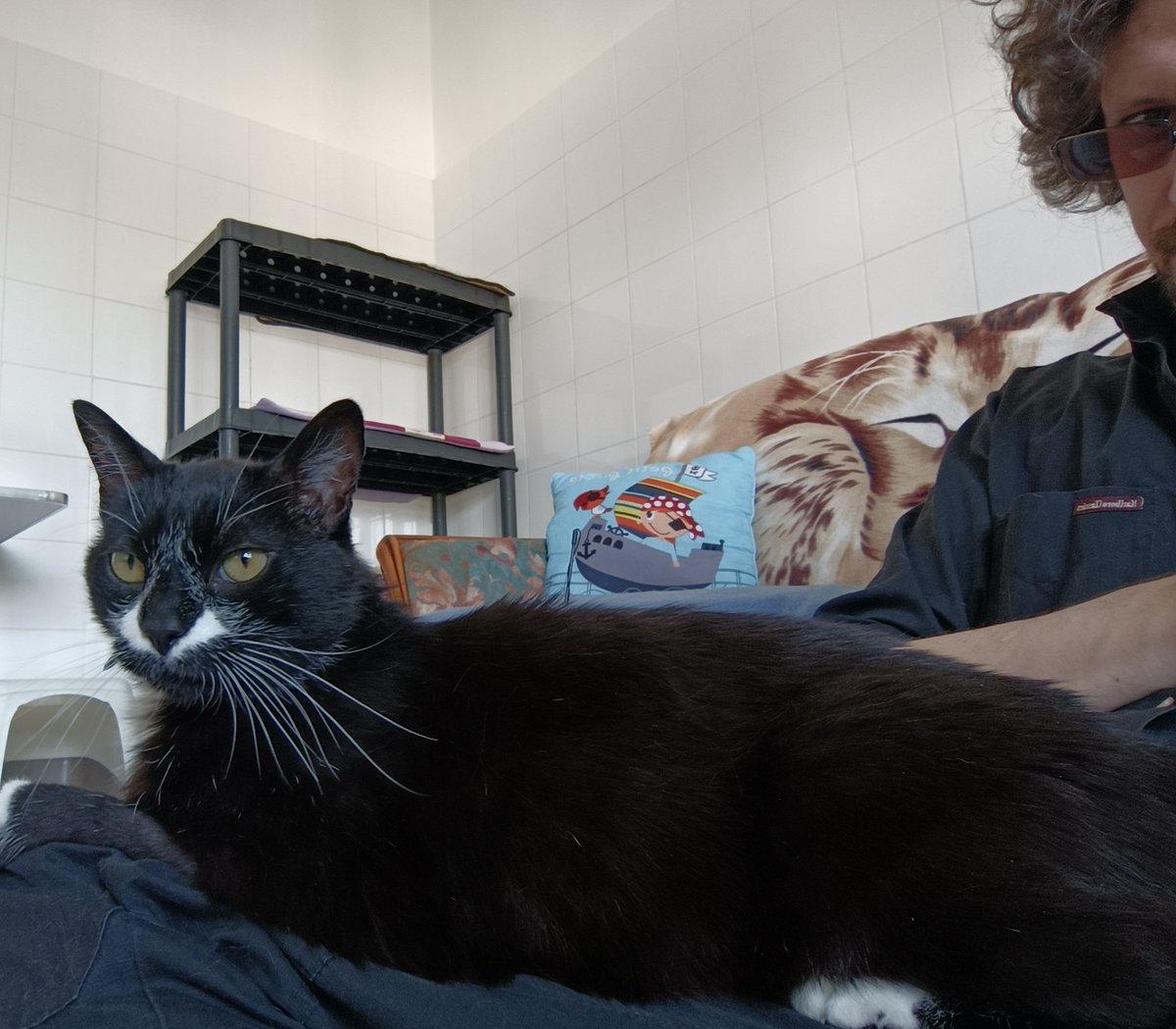 BuduleMcFluffy's tweet photo. Décès de Pépito, tumeur au foie, inopérable. Nous sommes tous sous le choc, il devait se balader avec ça depuis des mois et n'a pourtant montré aucun symptôme jusqu'à hier. Les vétos sont passés à côté mais comme il n'y avait pas de symptôme il n'y avait pas de raison de chercher https://t.co/DmM9xpXrBX