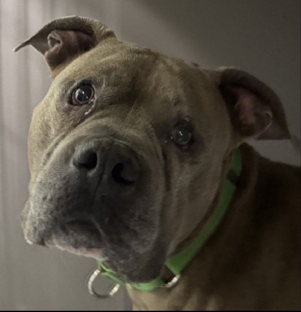Thor Blues 227353
Listed TBK 9/18
#NYCACC #AdoptMe 
A very cute 5 yr old boy
Listed for medical reasons 
Has corneal ulcer, needs diagnostics and meds they will not provide🚑
Social w/familiar handlers 
Help save Thor Blues!
nycacc.app/browse/227353
#Pledge4Medical #foster #adopt