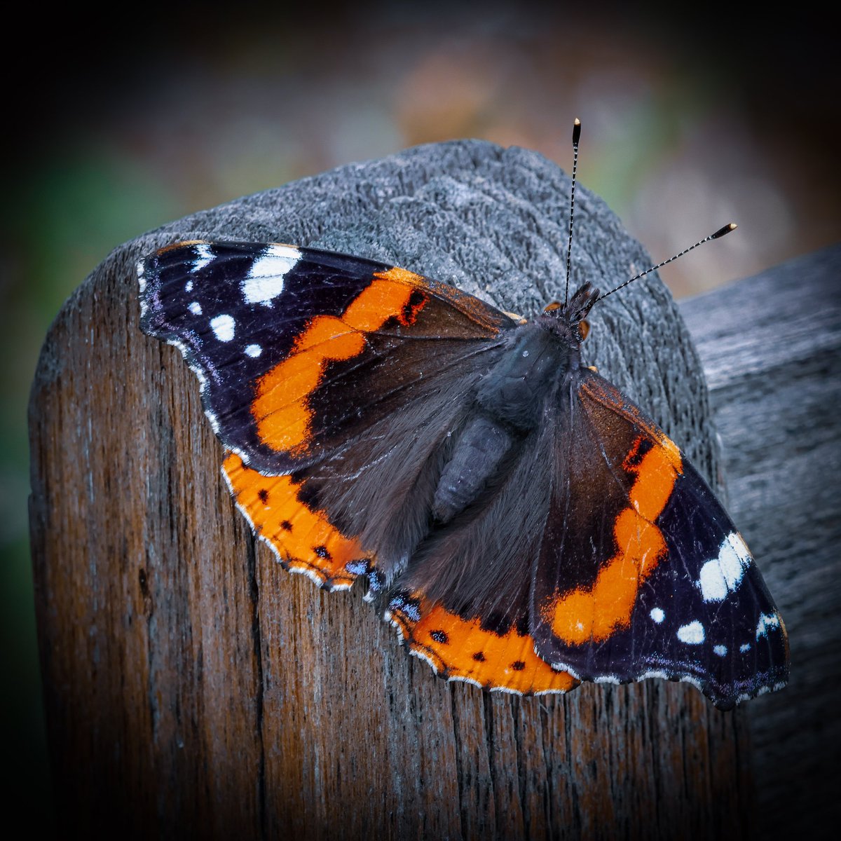 DerekAGrist tweet media