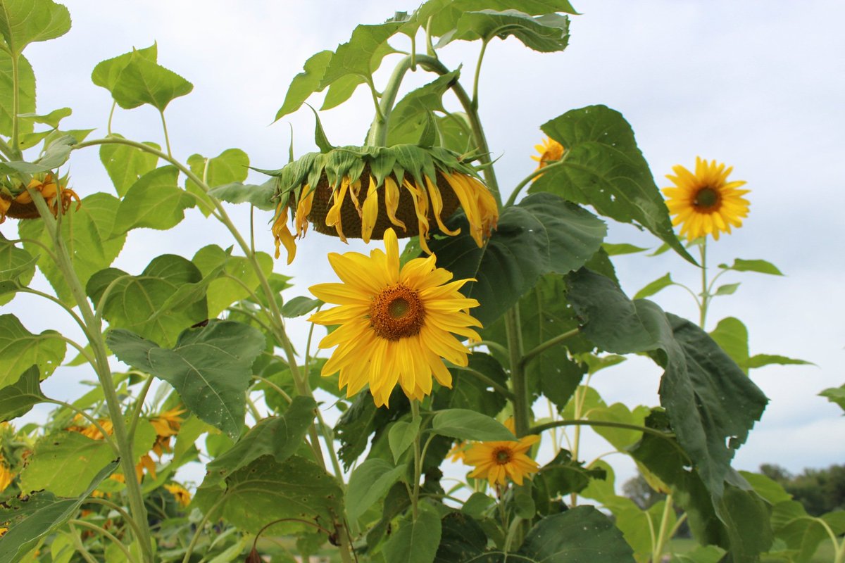 katie_lu91's tweet photo. 🌻 Out with the old, in with the bloom! 💜🌻🥰
Even as one flower bows out, another rises to shine. 💜🌻🥰 #NewBeginnings #KeepBlooming https://t.co/AnE3ZRBDXp