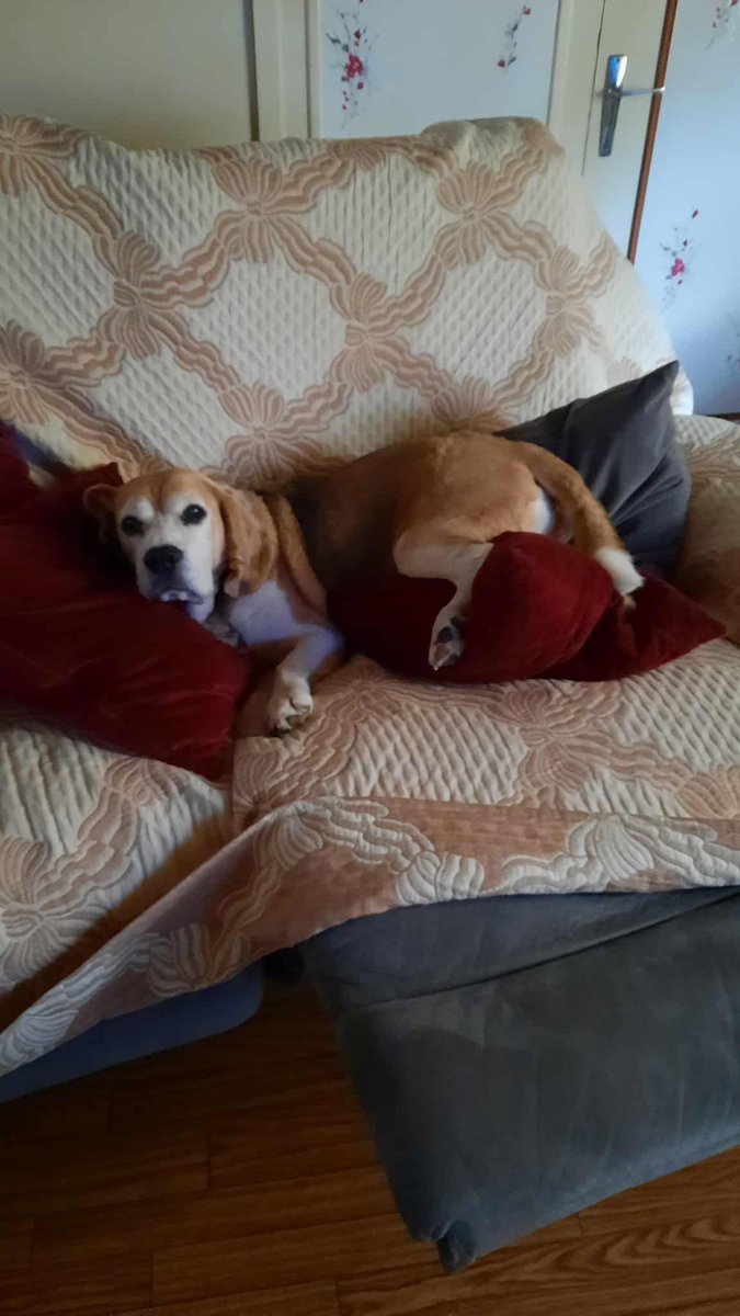 Me making myself comfortable at the dog hotel, home now 😊🐾