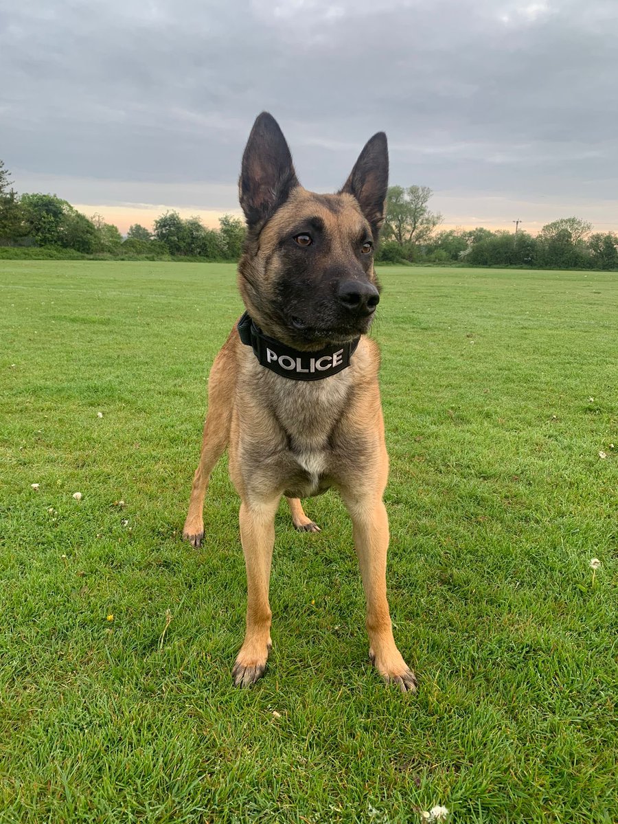 Warwickshire Police Dog Section tweet media