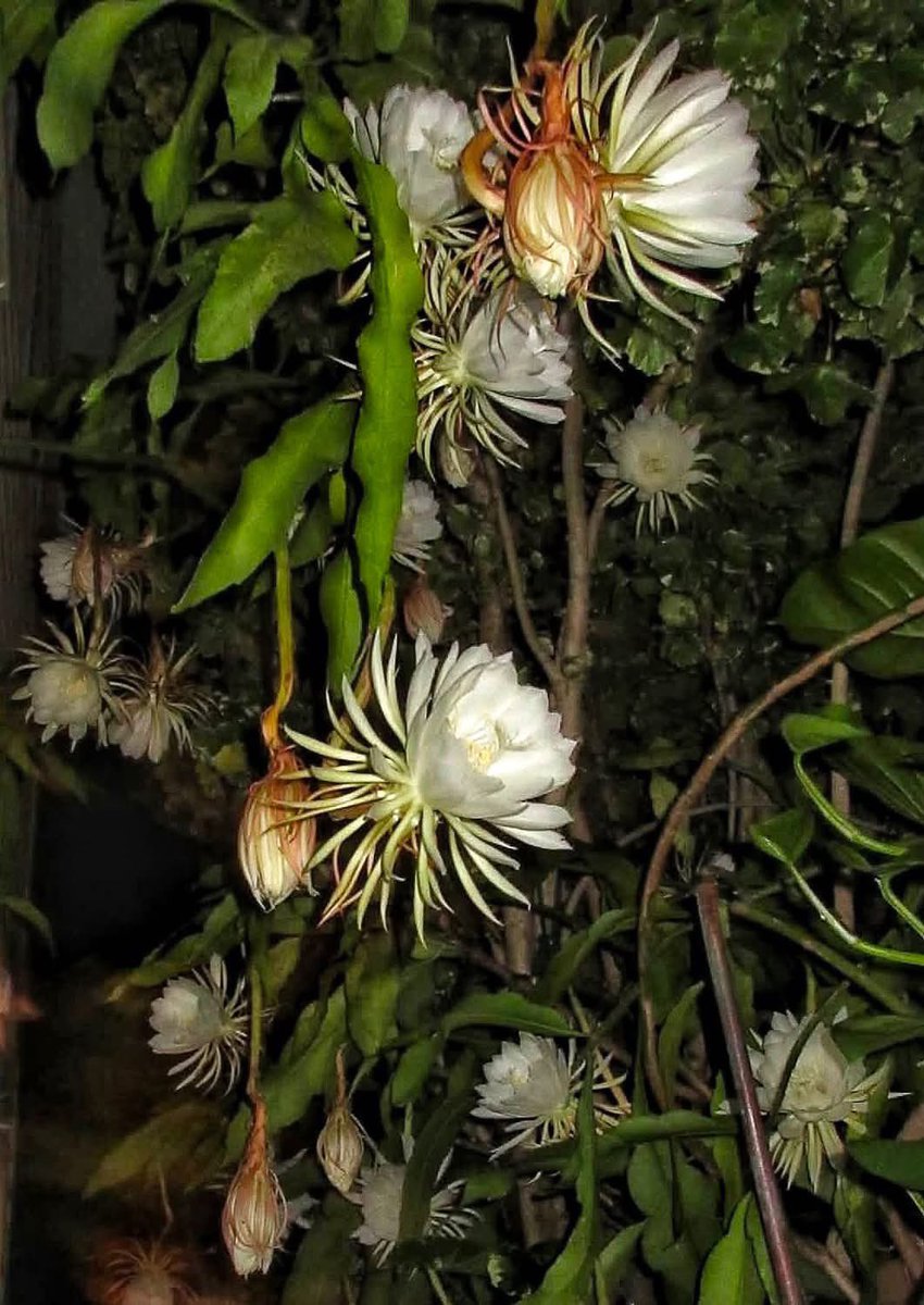 Queen of the Night - Night Blooming Cereus 

Photo - John Teets