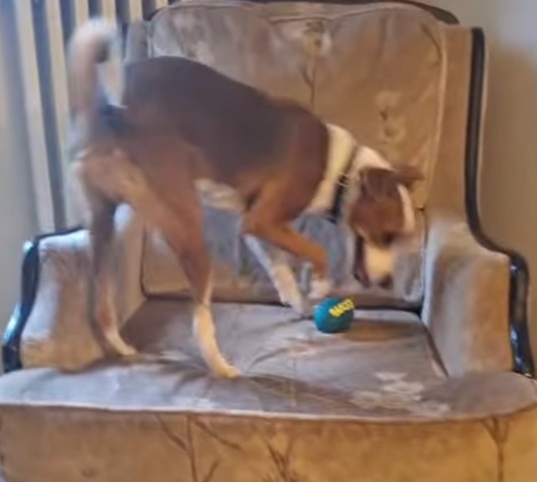 ADOPCIÓN FELIZ🐾🐾

El precioso Bruno ha sido felizmente adoptado por Charlotte y familia en Francia.

En apenas unas horas Bruno se ha integrado perfectamente a su nuevo hogar.
El rey de la casa.

Feliz vida precioso Bruno 💕