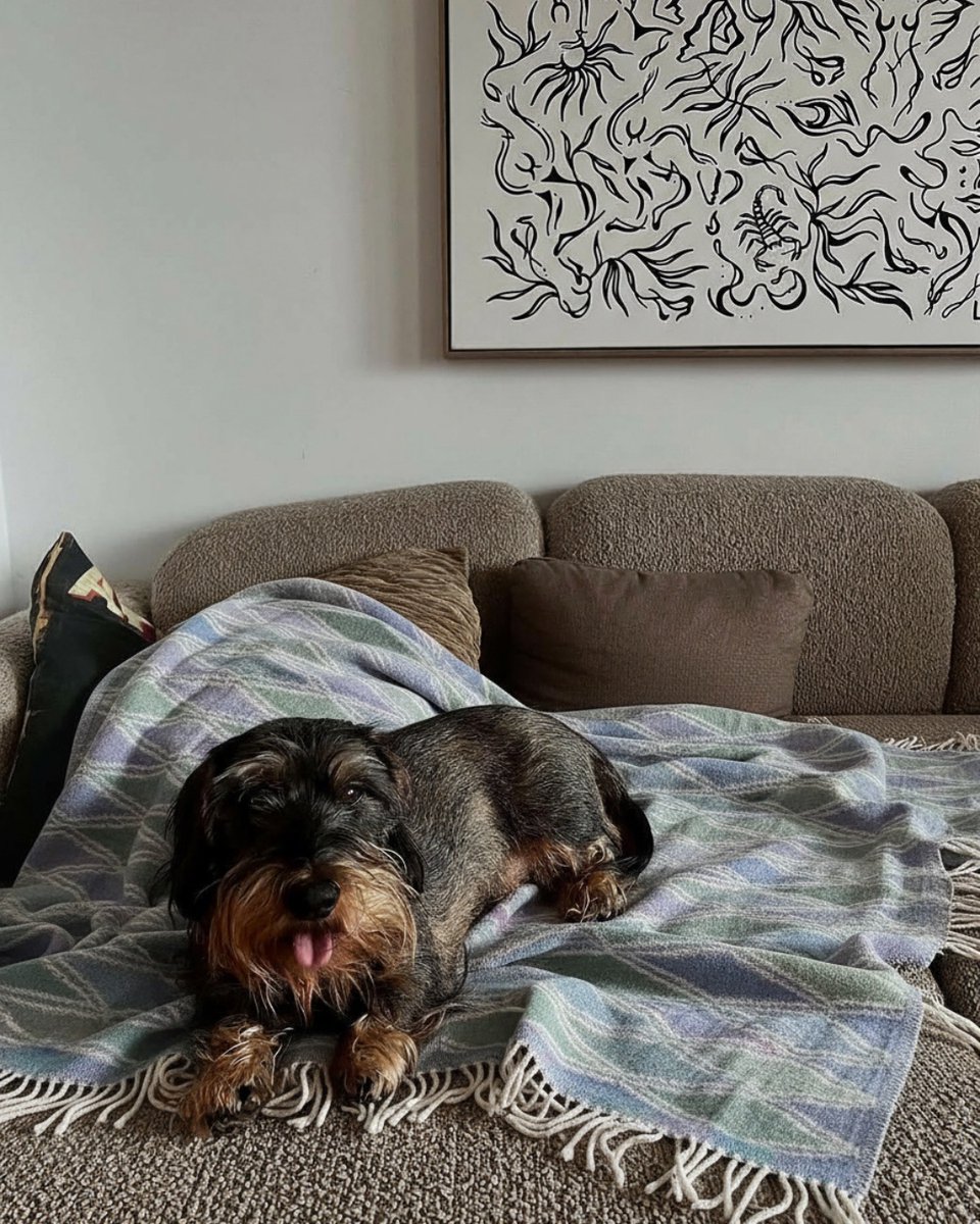 SinghvisInc's tweet image. Gizmo's favorite friend is the wool throw, which he refuses to let anyone touch 🐾

#singhvis #woolthrow #cottonthrow #blockprint 

( Singhvis, Wool Throw, Dog Life )