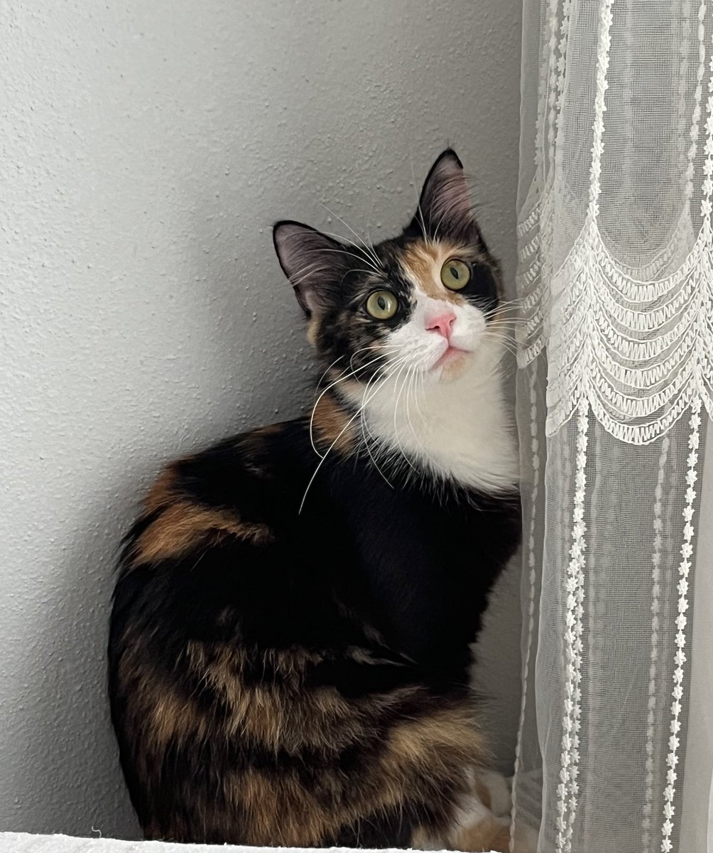 Bu perde bemi şişmam gösderdi🦉