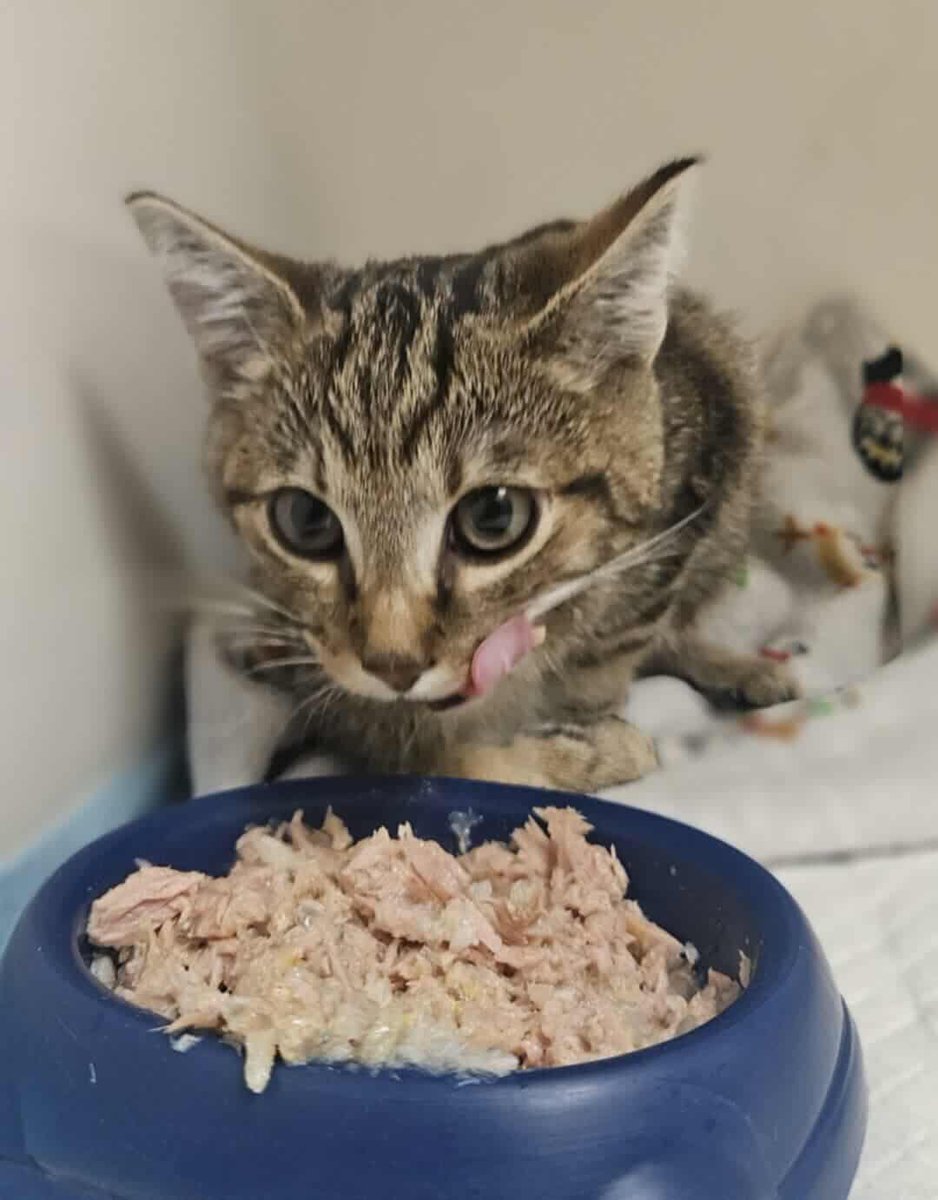 Dorzuci ktoś 17 zł dla potrąconego kocurka?

Proszę pomóżcie 🙏 
ratujemyzwierzaki.pl/felicjanek