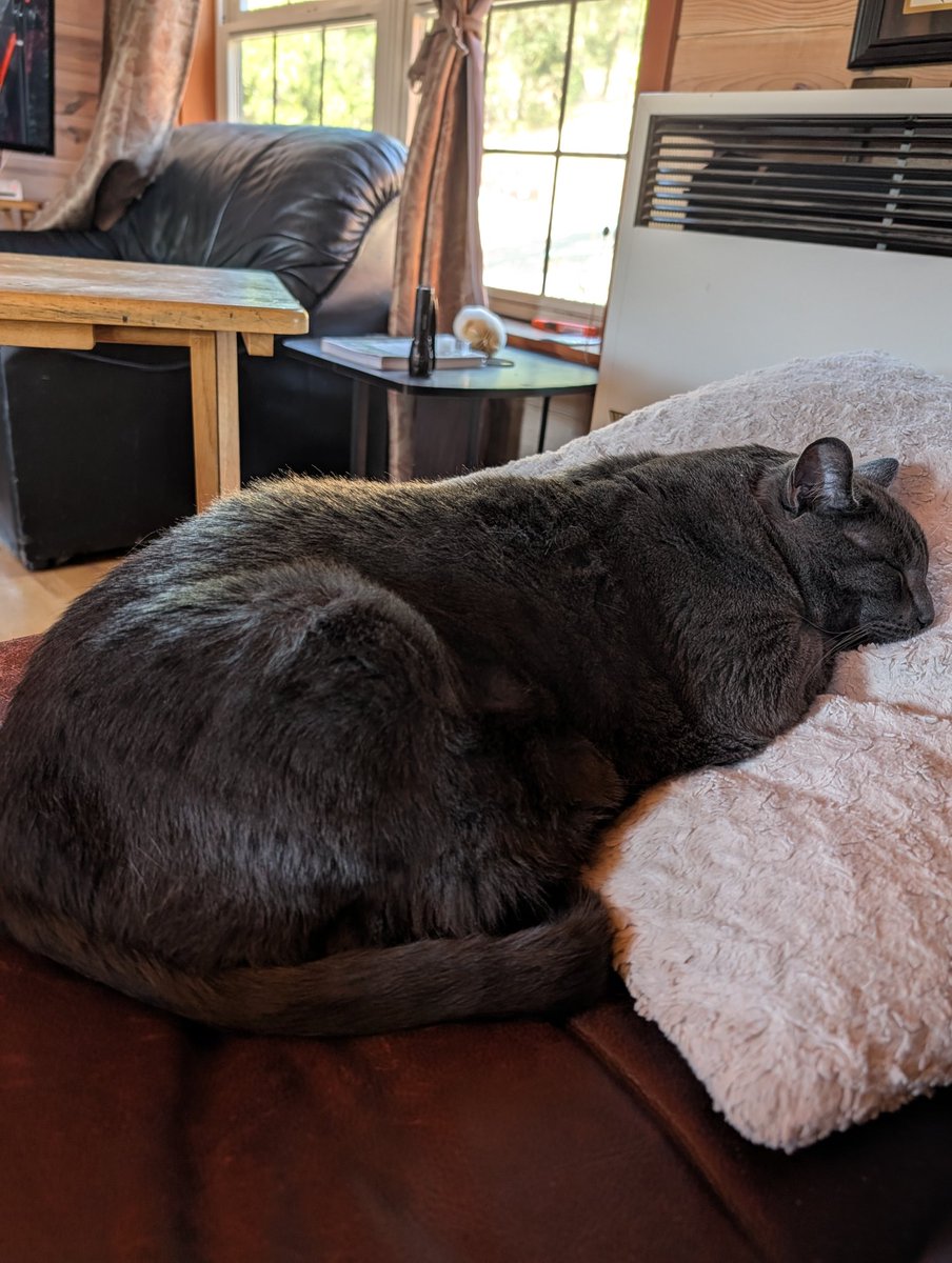 It's Siesta time.💤