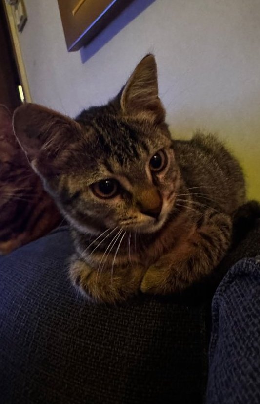 yuvası olmadığı için bi miktar sinirlenmiş