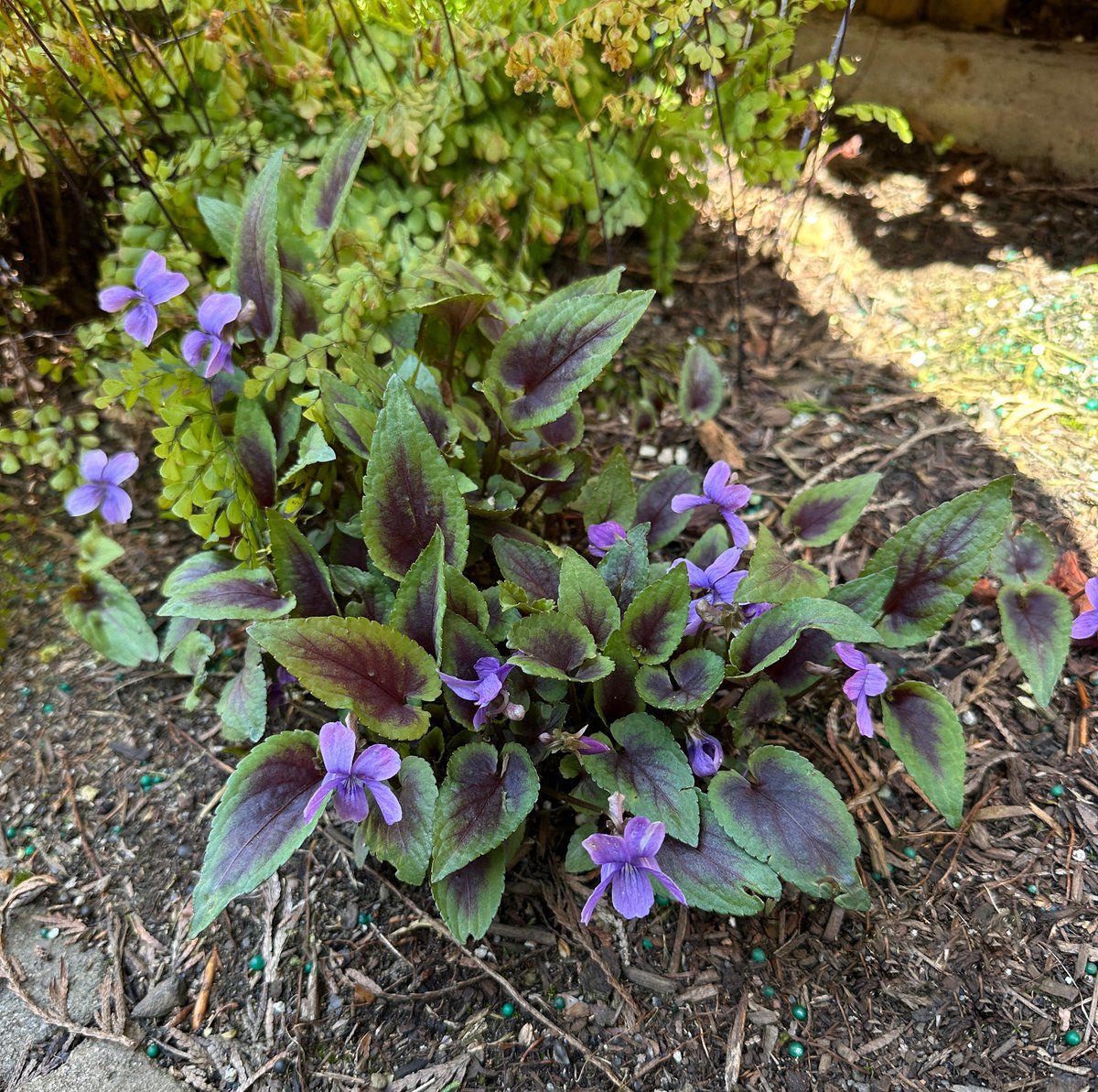 TerraNovaNurs's tweet image. #PlantOfTheDay: #Viola &apos;Heartthrob&apos; is here to steal the spotlight &amp;amp; your heart. With deep burgundy centers framed by lime-green leaf edges, this shade-loving stunner brings drama even before its lavender blooms arrive: bit.ly/3Vndqs3 #ViolaHeartthrob #FoliageFever