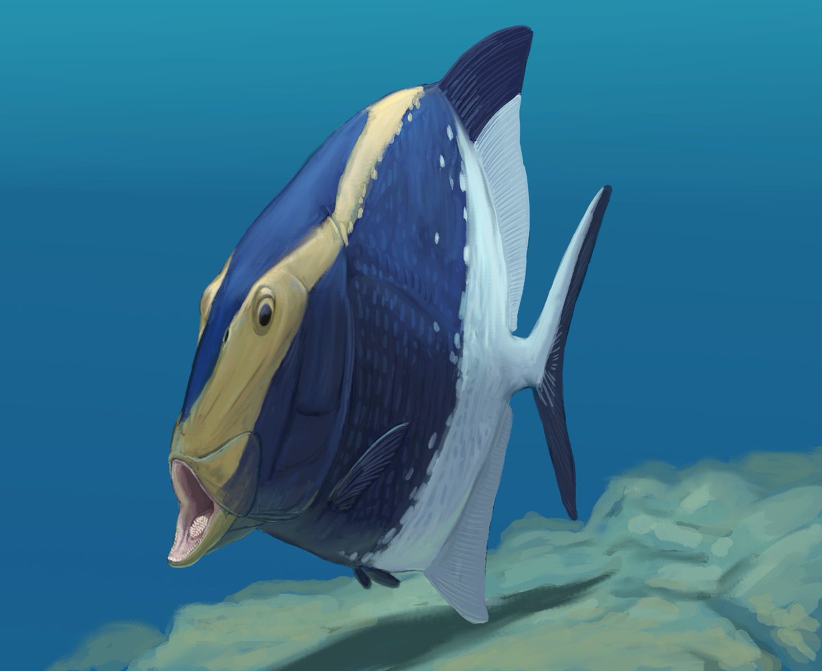 For people unaware: this is a AI slubbified version of this my Platysomus for a recent publication looking into the feeding mechanics of these weird fishes. Paper below, it's open access!