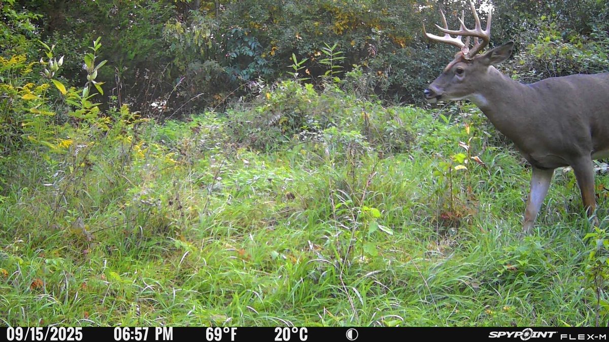 Greatlakesgirl_'s tweet image. Awesome HD pic of a buck in his bedding area.

 #SPYPOINT