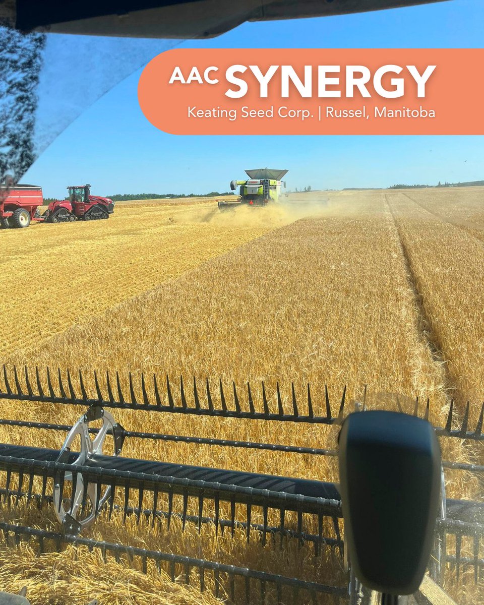 FPGenetics's tweet photo. Our seed varieties are available thanks to hard-working seed dealers across the Prairies!

Check out some of the harvest action from @TrueSeedsLtd, @KeatingSeedCorp, @MannessSeed, and @BantrySeedFarms.

See what we have available for 2026: https://t.co/hBYEChDfXP https://t.co/nHVtH8jDjL