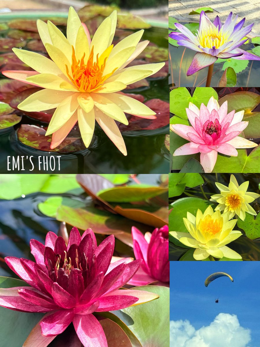 おはようございます～ \(*ˊᗜˋ*)/♡
残暑厳しいですが
安全に快適に
過ごせますように…🪷

皆様いつもいいね・
リポスト・嬉しい挨拶
本当にありがとうございます🎀

滋賀の植物園みずの森ｻﾏ
太陽の陽射し浴びて
美しく睡蓮達が
咲いていました🪷
空を見上げたら…🪂

 #TLを花でいっぱいにしよう