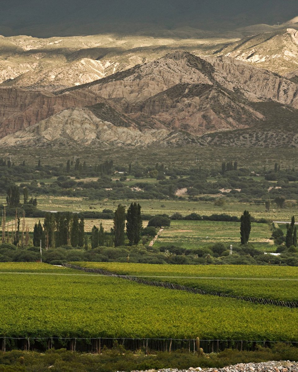 Wines of Argentina tweet media