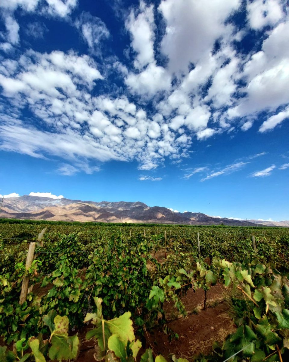 Wines of Argentina tweet media