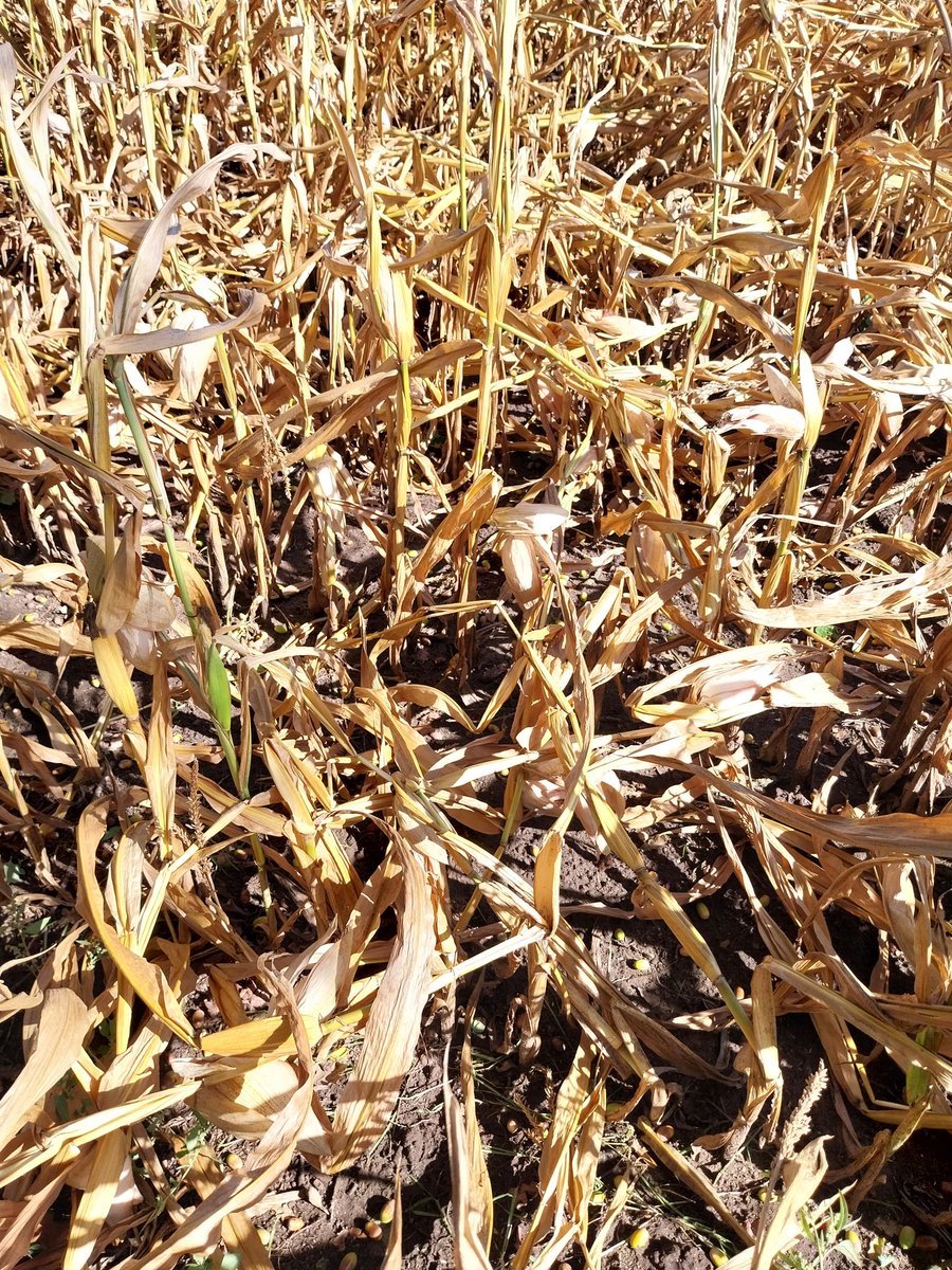 Rikmanspoel tweet media