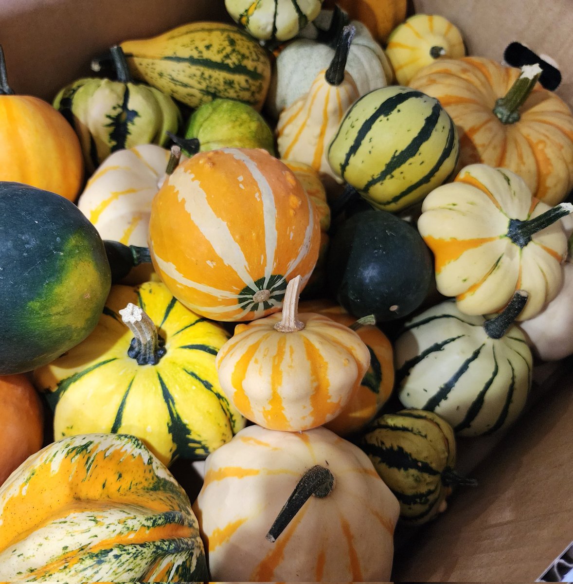 おはようございます😆

今朝も蒸し暑い朝になっています
体調を崩さないように
体調管理しっかりと頑張りましょう

もうハロウィーン用の
カボチャ🎃も出てきています🤭