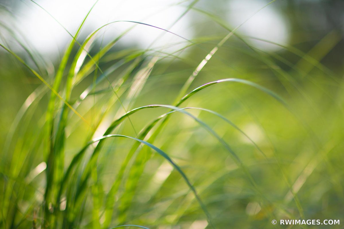 TALLGRASS PRAIRIE BOTANICALS NATURE ABSTRACT phot.dk/6gz/Zq