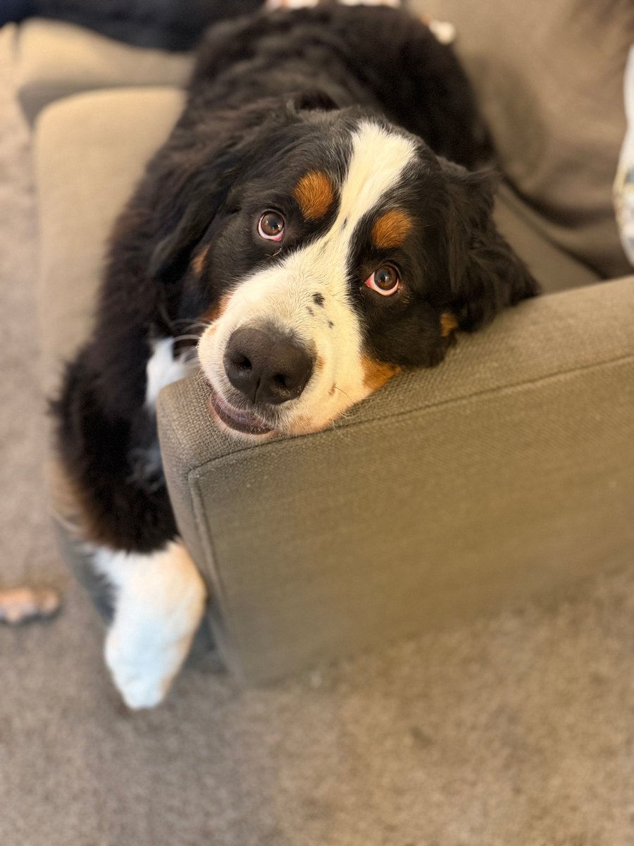 Daily dose of Bam Bam. #dog #bernesemoutaindog