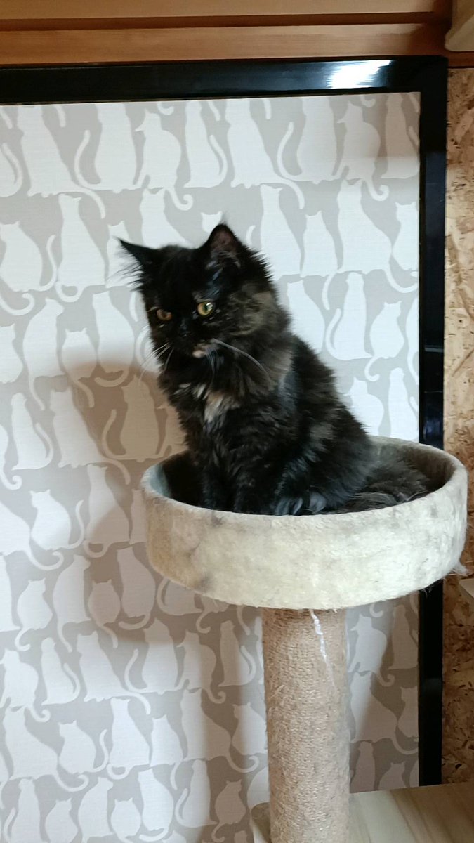 mitsumeemonaka's tweet image. 猫ドア通れるようになりました🐈‍⬛ ͗
リビングに居たり
私の部屋に居たり
階段に居たり

🐈‍⬛ ͗＜自由を手に入れたのにゃ

#猫のいる幸せ
#ミヌエット