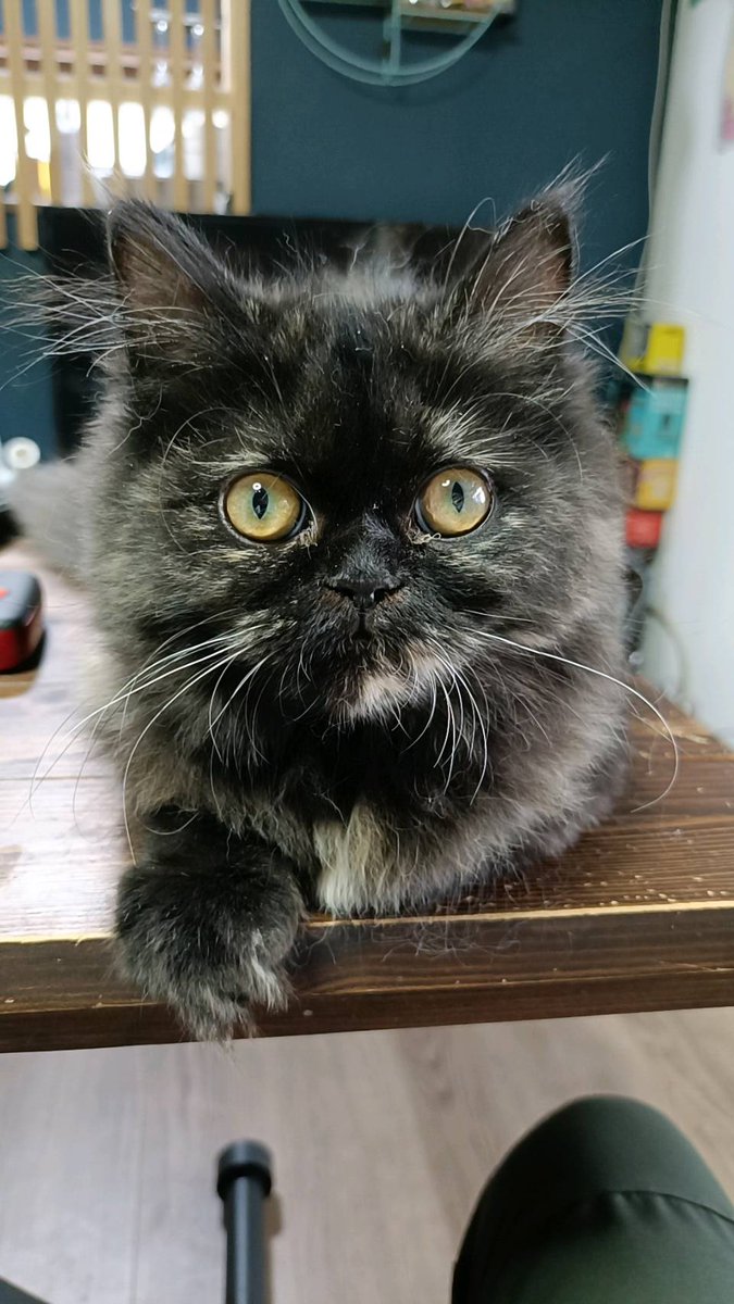 mitsumeemonaka's tweet image. 猫ドア通れるようになりました🐈‍⬛ ͗
リビングに居たり
私の部屋に居たり
階段に居たり

🐈‍⬛ ͗＜自由を手に入れたのにゃ

#猫のいる幸せ
#ミヌエット