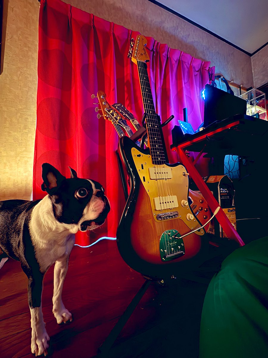 帰ってきたら新メンバー🎸が鎮座してた
ウチにあるギターの音じゃ合わない🙅🏻って言ってた弾きたい曲達よ
YouTube弾いてみたおじさん復活⚡️

のっちゃんは黒玉持って隠れる場所が無くなった🐶⚫️
 #弾いてみた用  #bostonterrier  
 #音楽のある暮らし  #犬とギター