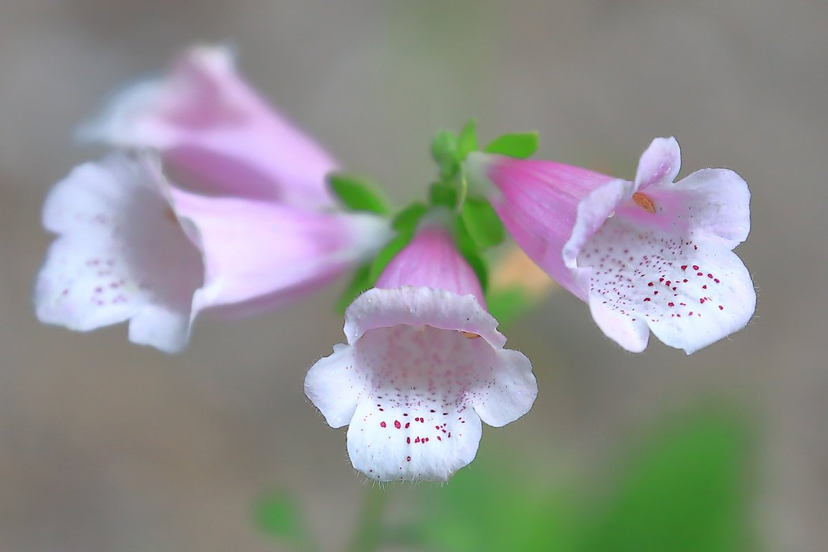 FortuneLook's tweet image. 矮性ジギタリス🌸小型の可愛い💫ジギタリス✨素敵なピンク色です☺️
    #花好きな人と繋がりたい  #花が好きな人と繋がりたい #キリトリセカイ 
#写真好きの人と繋がりたい