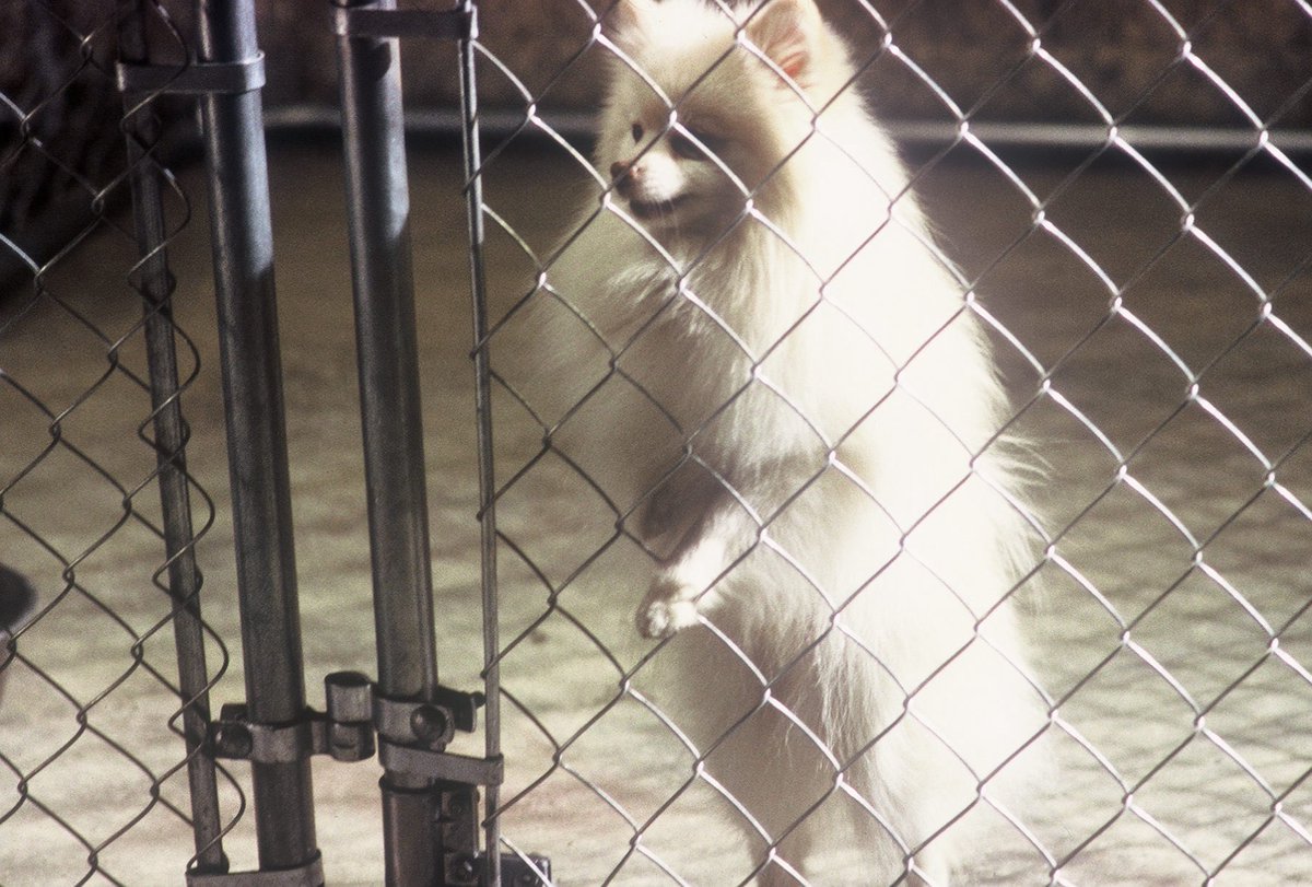 NO, NO and NO!
I hate dogs
They’re doing what???
Sending me back 
AS A DOG???
A DOG?
GARY BUSEY - OZ PERKINS
QUIGLEY the movie
Visit; www.quigleymovy;com
FREE @ FAWESPME TV, TUBI TV,
Dove Channel and more in Spanish too