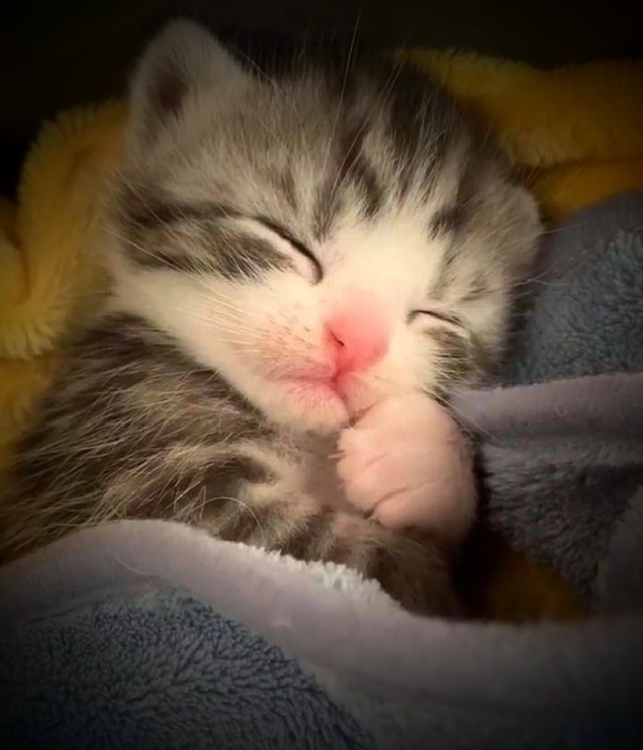 💤Спокойной ночи, Твиттеряне! И сладких сновидений! 🤗😽💤