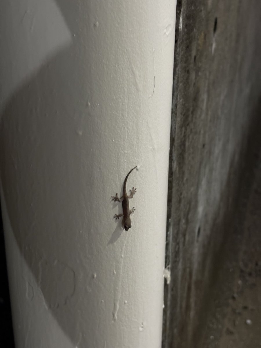 suih17's tweet photo. え？やもりん？🦎 https://t.co/Hek2nMZHi4
