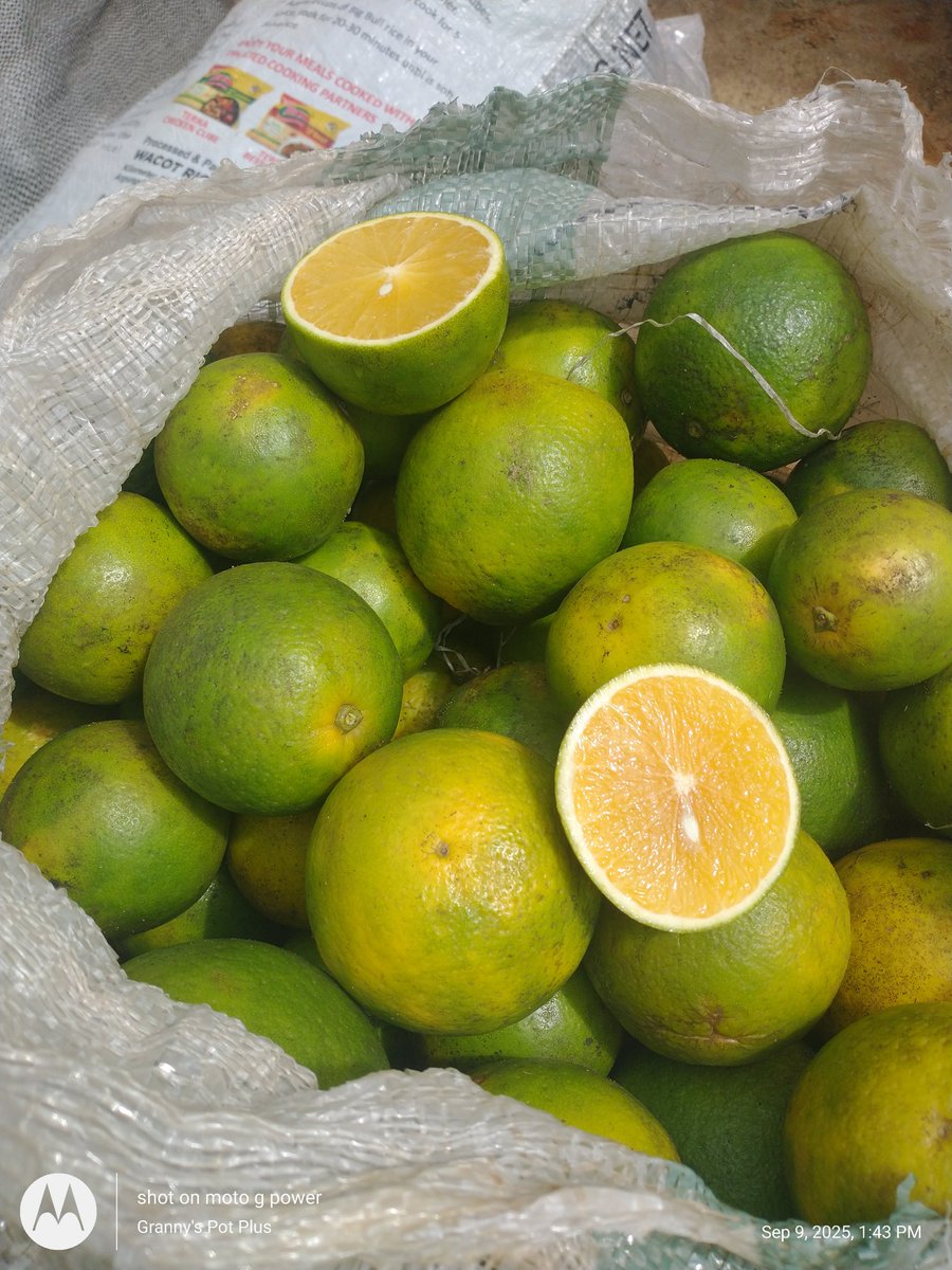 PlusGranny's tweet photo. Come to Akwa Ibom State and enjoy fresh fruits.
5 N200 https://t.co/iNZECSzIXa