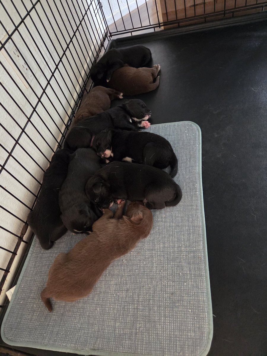 AMVS2017's tweet image. Puppies!