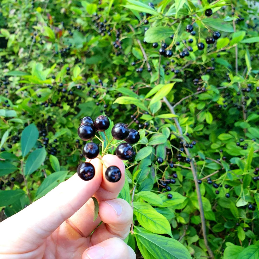 Is $QMMM the new $RGC ?

China hustle....