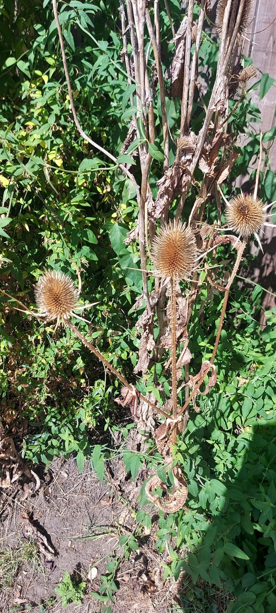#TuesdayBling 🌟❇️

September's stunning gold and silver jewels. 💛🌿🤍🌿